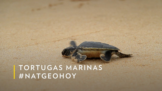 Imagen de Tortugas marinas