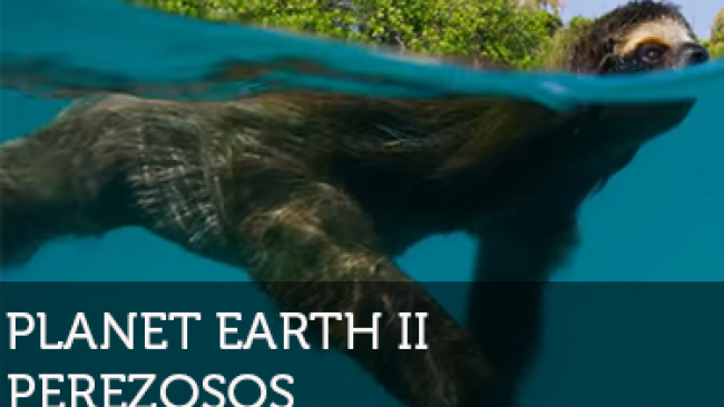Imagen de Planet Earth perezosos