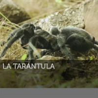 Imagen de Ciencia Salvaje: La tarántula