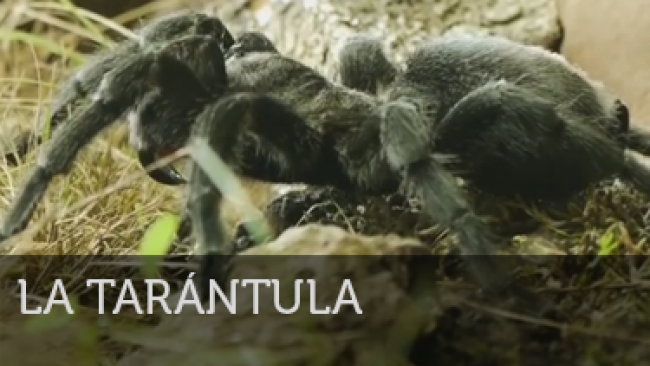 Imagen de Ciencia Salvaje: La tarántula