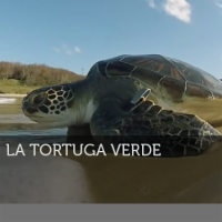 Imagen de Ciencia Salvaje: La tortuga verde