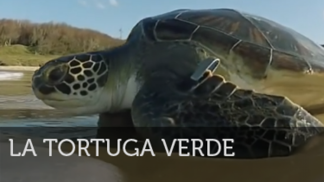 Imagen de Ciencia Salvaje: La tortuga verde