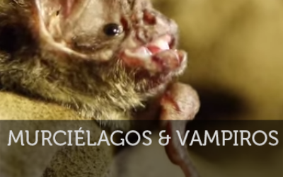 Ciencia Salvaje: Murciélagos y Vampiros