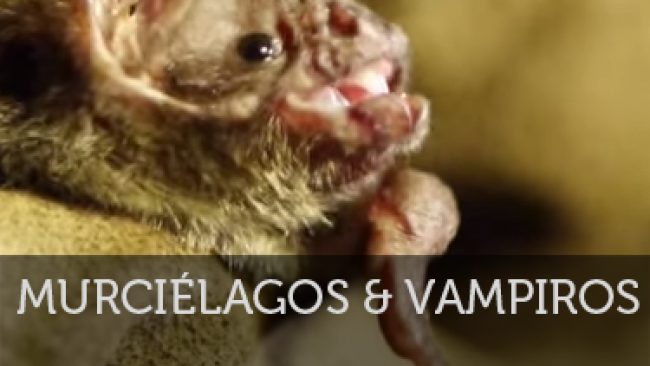 Imagen de Ciencia Salvaje: Murciélagos y Vampiros